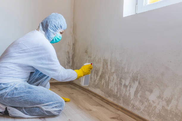 Licensed Mold Inspection service in Malvern, PA - WQB Mold Removal
